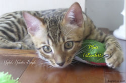 August 12 ~ Pluto's last day with us