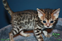 5 weeks ~ Dec 9