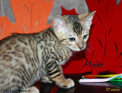 10 weeks ~ Oct 8