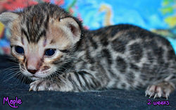 2 weeks ~ Oct. 2