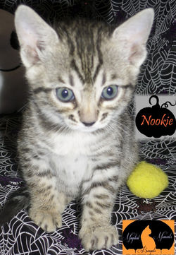 15 Nookie 2016 10 29 3