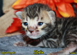 2 weeks ~ Nov 18