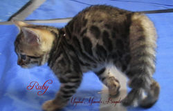 June 1 ~ 8 weeks
