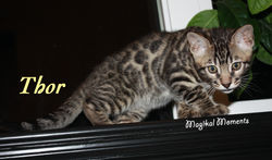 11 weeks ~ Jan. 5