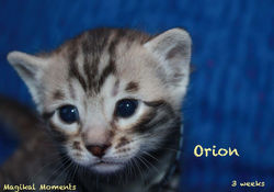 3 weeks ~ Nov 11