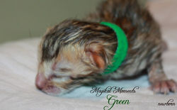 Newborn ~ July 29