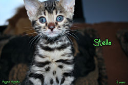 6 weeks ~ Dec. 15