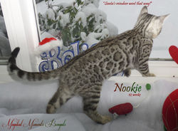 Dec 18 ~ 12 weeks