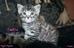 4 weeks ~ Nov 10