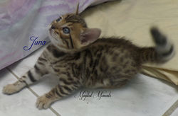 5 weeks ~ July 11