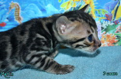 3 weeks ~ March 22
