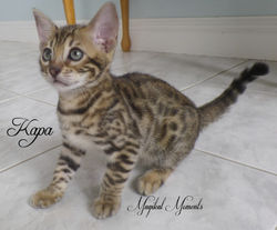 Aug 1 ~ 8 weeks