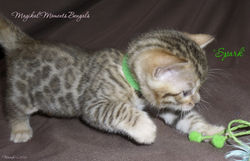 Spark...very playful at 1 month!