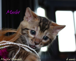 6 weeks ~ Sept 11