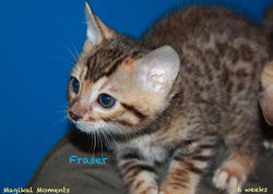 6 weeks ~ Nov 4
