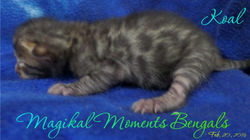 Koal is 1 week old!