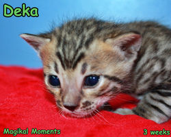 3 weeks ~ July 17