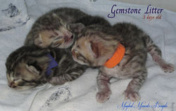 3 days old...kitten pile!
