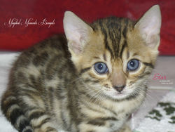 June 11 ~ 4.5 weeks