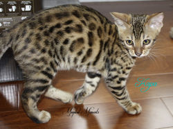 13 weeks ~ Sept 9