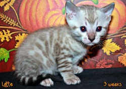 3 weeks ~ Oct 14