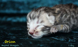1 day old