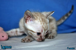 4 weeks ~ Aug 4