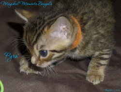 Pyro @ 1 month! Busy boy!