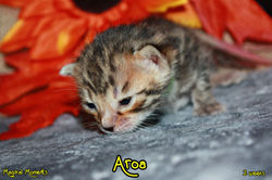 2 weeks ~ Nov 18