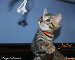 6 weeks ~ Sept 11