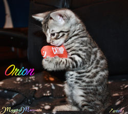 7 weeks ~ Dec 8