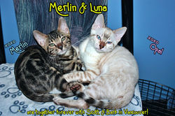 Off together - Luna and Merlin!