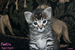 4 weeks ~ Nov 10