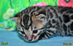 2 weeks ~ March 15