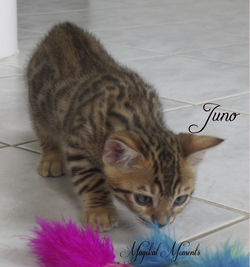 Aug 1 ~ 8 weeks