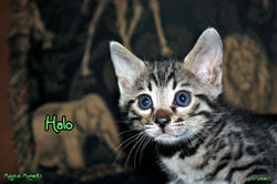 6 weeks ~ Dec. 15