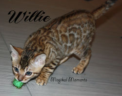10.5 weeks ~ Nov 11