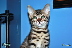 7 weeks ~ Nov 8