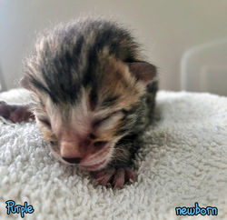 10 hours old