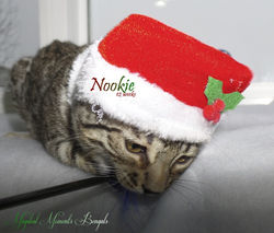 Dec 18 ~ 12 weeks