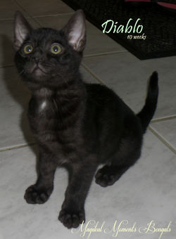 Dec 7 ~ 10 weeks