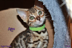 8 weeks ~ January 2
