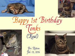 Happy 1st Birthday, Tonks!