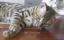Aug 12 ~ Playful Pluto
