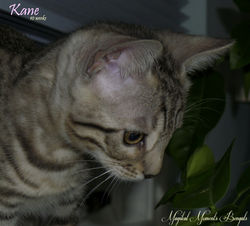 Dec 8 - 10 weeks