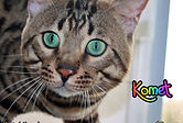 00 Komet 2019 03 24 1.jpg