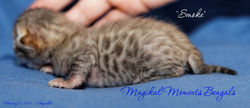 Smoke at 12 days old!