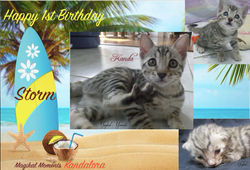 Happy 1st Birthday, Storm!