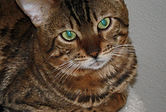 00 Simba 2017 10 05 3.jpg