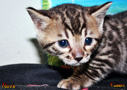 4 weeks ~ Nov 5
